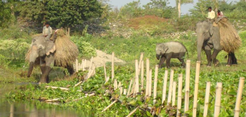 Koshi Tappu Wildlife Reserve