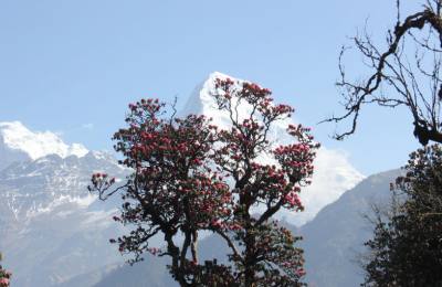 Ghorepani/Poonhil - Ghandruk Trek - 11 days